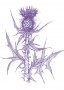 Aszat (Cirsium vulgare – Thistle) Findhorn Virágeszencia 15ml.