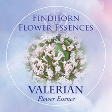 Valerian Findhorn Flower Essence 15ml.