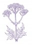 Macskagyökér (Valeriana officinalis – Valerian) Findhorn Virágeszencia 15ml.