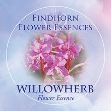 Willowherb Findhorn Flower Essence 15ml.