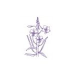 Willowherb Findhorn Flower Essence 15ml.