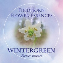 Wintergreen Findhorn Flower Essence 15ml.