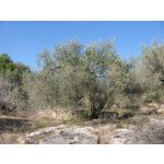 Olive Research Series Indigo Essence