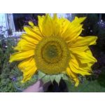 Sunflower Research Series Indigo Essence