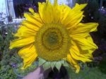 Sunflower (Napraforgó) Research Series Indigo eszencia 15ml.