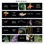 Munka és Tanulás LTOE mini-készlet