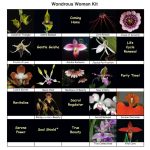 WONDROUS WOMAN LTOE MINI KIT