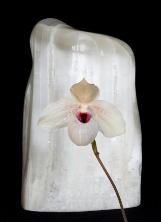 Orchidea Levegő Elem eszencia