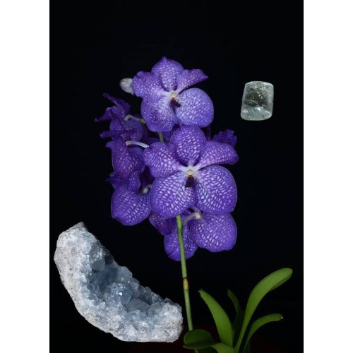 Orchidea Víz Elem eszencia