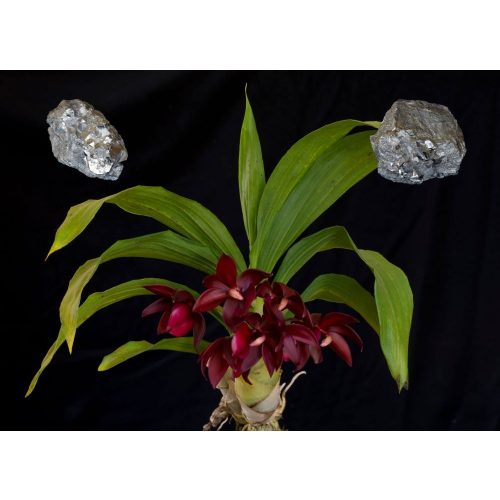 Orchid Metal Element
