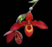 Andean Fire orchidea eszencia