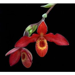 Andean Fire orchidea eszencia