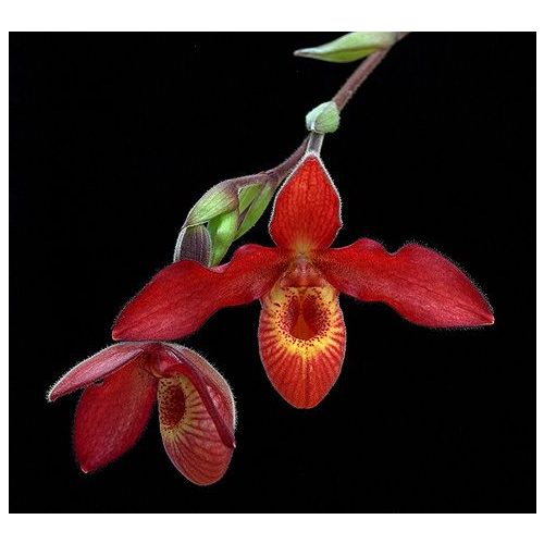 Andean Fire orchidea eszencia