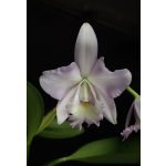 Angelic Canopy orchidea eszencia