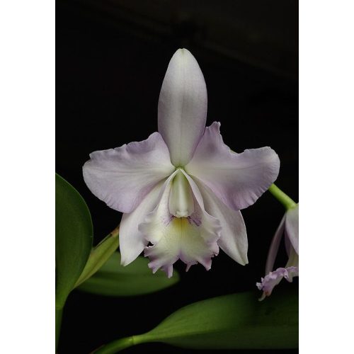 Angelic Canopy orchidea eszencia