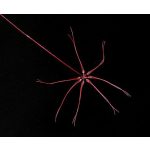 Base Regulator orchidea eszencia