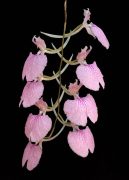 Behold the Silence orchidea eszencia