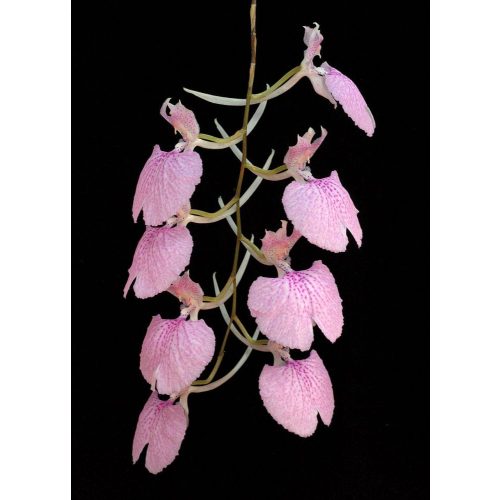 Behold the Silence orchidea eszencia