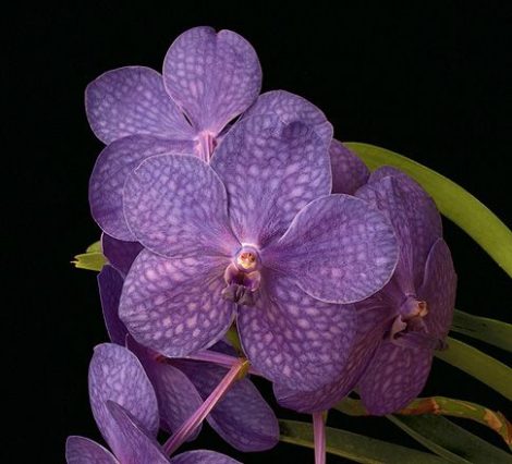 Being in Grace orchidea eszencia