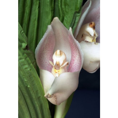 Boundless Peace orchidea eszencia