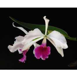 Carnival orchidea eszencia