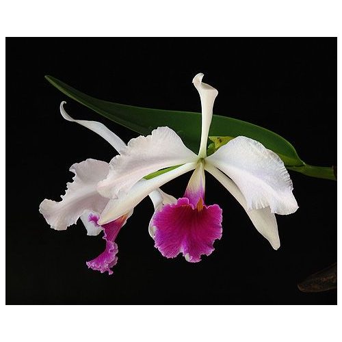 Carnival orchidea eszencia