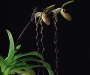 Celebration orchidea eszencia