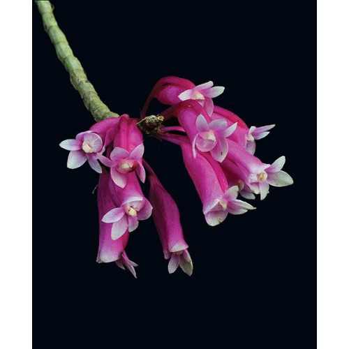 Celestial Siren orchidea eszencia