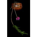 Celestial Siren orchidea eszencia