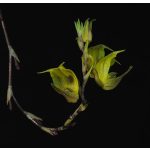 Celestial Triangle orchidea eszencia