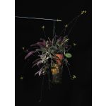 Celestial Triangle orchidea eszencia