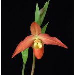 Clearing the Way / Self Belief orchidea eszencia