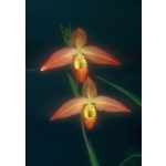 Clearing the Way / Self Belief orchidea eszencia