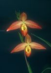 Clearing the Way / Self Belief orchidea eszencia