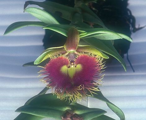 Core of Being orchidea eszencia
