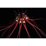 Core Release orchidea eszencia