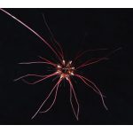 Core Release orchidea eszencia