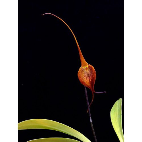 Crown of Consciousness orchidea eszencia