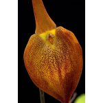 Crown of Consciousness