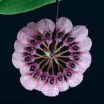 Crown of Serenity orchidea eszencia