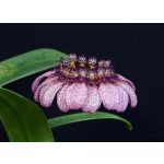 Crown of Serenity orchidea eszencia