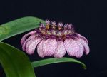 Crown of Serenity orchidea eszencia