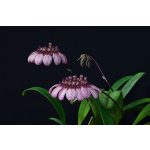 Crown of Serenity orchidea eszencia