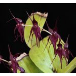 Defender from the Dark orchidea eszencia