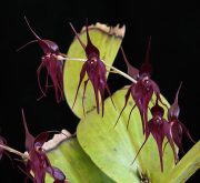 Defender from the Dark orchidea eszencia