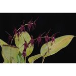 Defender from the Dark orchidea eszencia