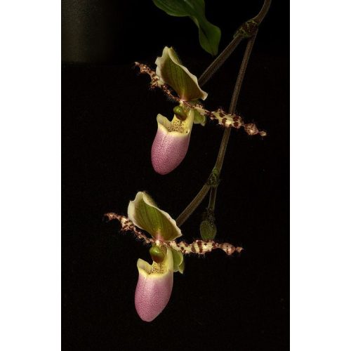 Direct Vision orchidea eszencia