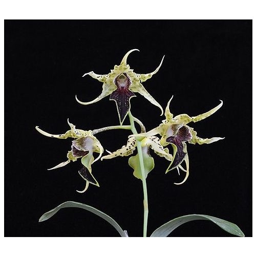 Fruits of Love orchidea eszencia