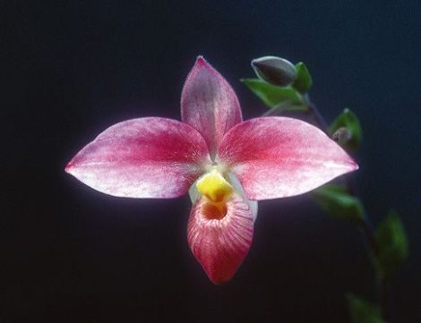 Golden Radiance orchidea eszencia