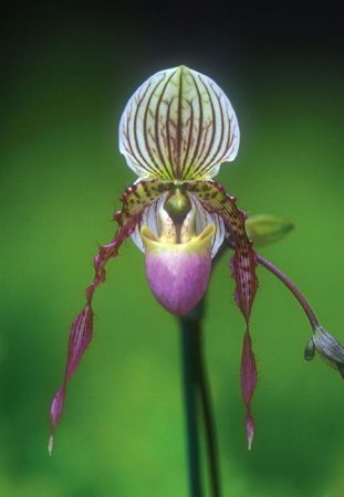 Guardian of the Inner Journey orchidea eszencia